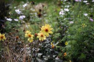 a group of yellow flowers in a field at Benslow Music Historic Stay in Hitchin in Hitchin