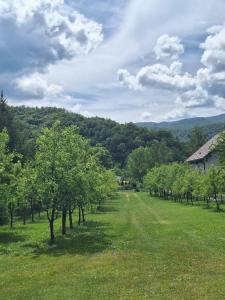 a row of trees in a field with a house at Kuca Delić in Račić