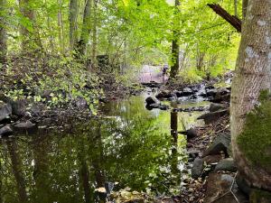 a stream in a wooded area with trees and rocks at Visseltofta old café - unexpected and picturesque in Osby +44 photos