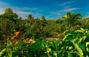 a lush green forest with palm trees and bushes at Cocon Kréyòl in Sainte-Anne