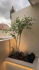 a small tree in a planter on a wall at Minares Luxury Suite in Rethymno +26 photos