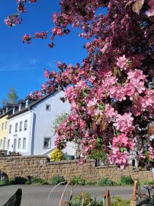 a tree with pink flowers in front of a white building at Päächenhof in Sinspelt