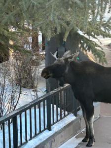 a moose standing next to a fence at Quicksilver 1605 by SummitCove Lodging in Colorado in Keystone +29 photos