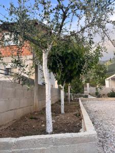 two trees in a garden next to a wall at Bulatović in Ðuranovići
