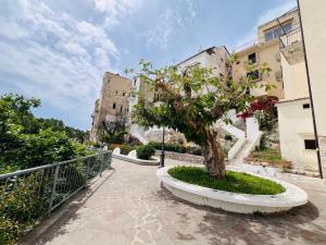 a tree in a stone planter next to a building at Casa Leon in Sperlonga