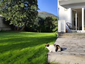 a cat sitting on the grass next to a house at Førde sentrum - Lindbøen Gjesterom in Førde +2 photos