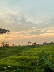 a field of green grass with a tree in the distance at Ricefield View 2 BR villa near Canggu in Dalung