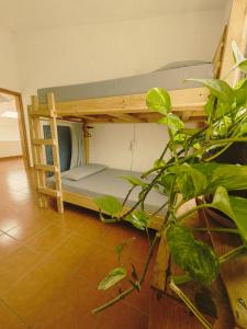 a bunk bed in a room with a plant at Hostal Tribu Malinalco in Malinalco