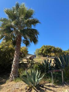 a palm tree in the middle of a park at The Tack Room in Naples