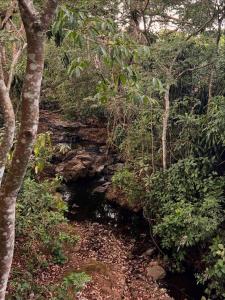 a stream in the middle of a forest with trees at Blue Palm Bed & Breakfast in Barrio Jesús