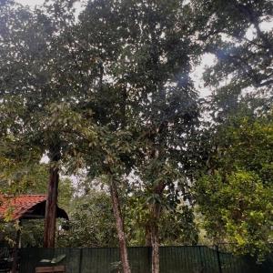 a group of trees in front of a fence at Blue Palm Bed & Breakfast in Barrio Jesús
