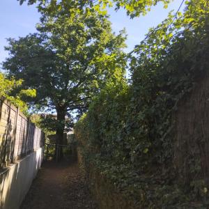 a fence and a tree next to a wall at Studio Indépendant au calme in Cugand +2 photos
