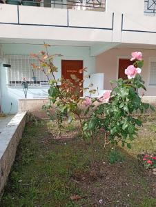a small pink rose bush in front of a house at Spitaki mou in Kamena Vourla