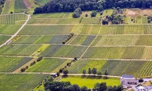 an aerial view of a field of green vineyards at Pension Andries in Ernst