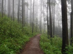 ein Feldweg in einem nebligen Wald mit Bäumen in der Unterkunft Chalet MQSTO in La Cañada