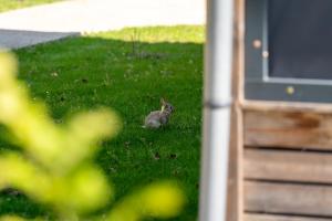 a rabbit sitting in the grass next to a door at Urban Gardens Gent in Ghent