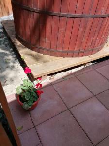 a plant in a pot next to a large wooden tub at MATT'S House in Tuşnad