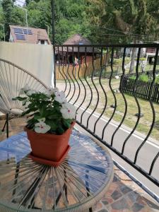 a potted plant sitting on a glass table on a patio at MATT'S House in Tuşnad