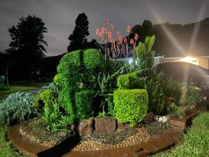 a garden with green bushes and flowers at night at Meyrick Bed and Breakfast in Harare