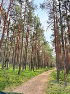 a dirt road in a forest with tall trees at Papės Perlas in Pape