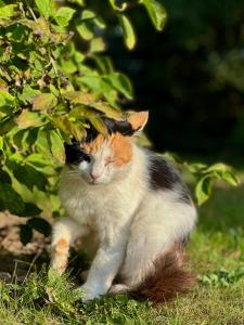 an orange and white cat sitting in the grass at At the old blacksmith in Daugavpils