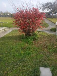 a red bush in the grass next to a sidewalk at Analipsis Messinis Apartments in Análipsis