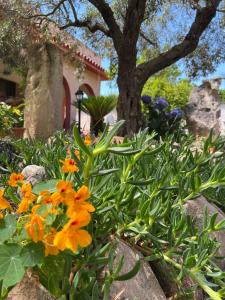 a garden with orange flowers in front of a tree at Resonance Experience - Peaceful Stay near Cagliari, Beaches & Nature in Sant' Isidoro +78 photos