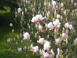 a bunch of pink flowers on a tree at B&B Zur Tanne in Bad Dürrheim