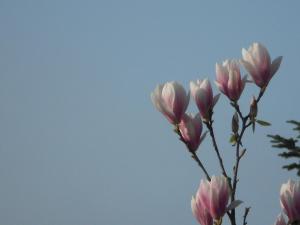 a bunch of pink flowers in the sky at B&B Zur Tanne in Bad Dürrheim