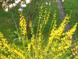 a field of yellow and pink flowers next to a path at B&B Zur Tanne in Bad Dürrheim +1 photo