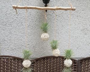 a group of potted plants hanging from a wall at Daecheon Mud Gongju Pension in Boryeong