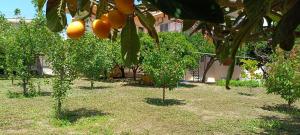 a bunch of oranges hanging from trees in a field at Garden house in Amarynthos