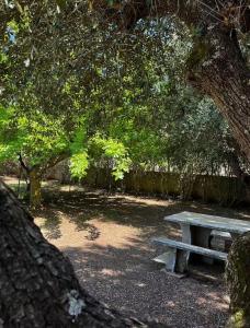 a picnic table under a tree in a park at Tenuta Ciaramiti Luxury Garden & Pool in Brattirò