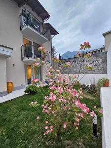 a house with pink flowers in the yard at La Cereria INES in Chiavenna