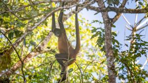 a monkey is sitting on a tree branch at Guacimo Lodge in El Castillo de La Concepción