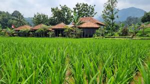 a row of houses in a rice field at Le Pandai in Bogor +14 photos
