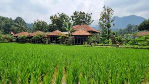 a row of houses in a rice field at Le Pandai in Bogor