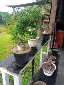 a group of potted plants sitting on a fence at Homestay Alina in Tomohon