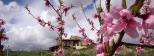 Zahrada ubytování B&B Scacciapensieri - Vini d'Altura + 8 fotografií