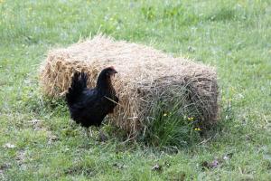 a black chicken standing next to a pile of hay at Mulino di Pari - Where Time Slows in Pari