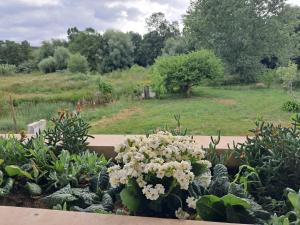 a garden with white flowers and other plants at Quinta dos Choupos in Coimbra +27 photos