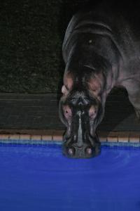 a hippopotamus drinking water from a swimming pool at Stokkiesdraai Holiday Apartments in St Lucia