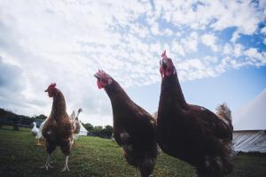 a group of chickens standing in a field at The Paddock Wildcamp in Perranporth