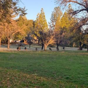 a group of animals grazing in a field with trees at Walnut Grove 2BD 1Bath in Oakhurst
