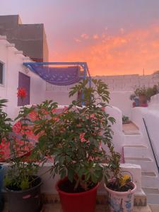 a group of potted plants sitting on a balcony at casa tradicional marroqui in Sidi Ifni