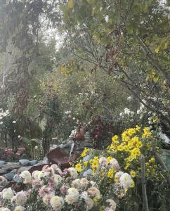 a garden filled with lots of different types of flowers at Uplistsikhis saamo in Kʼvakhvreli +3 photos