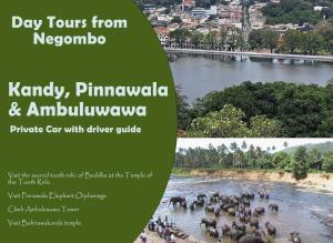 a flyer for a day tours from neognoinia and a herd of elephants at Tropical Suites - Airport Transit Residence in Negombo