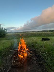 a fire in a field with a cow in the background at Cranford Oak Farm Campsite in Barnstaple