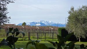 a view of a vineyard with mountains in the background at La Margherita in Ortona +11 photos