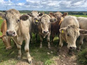 a group of cows standing in a field at Cranford Oak Farm Campsite in Barnstaple